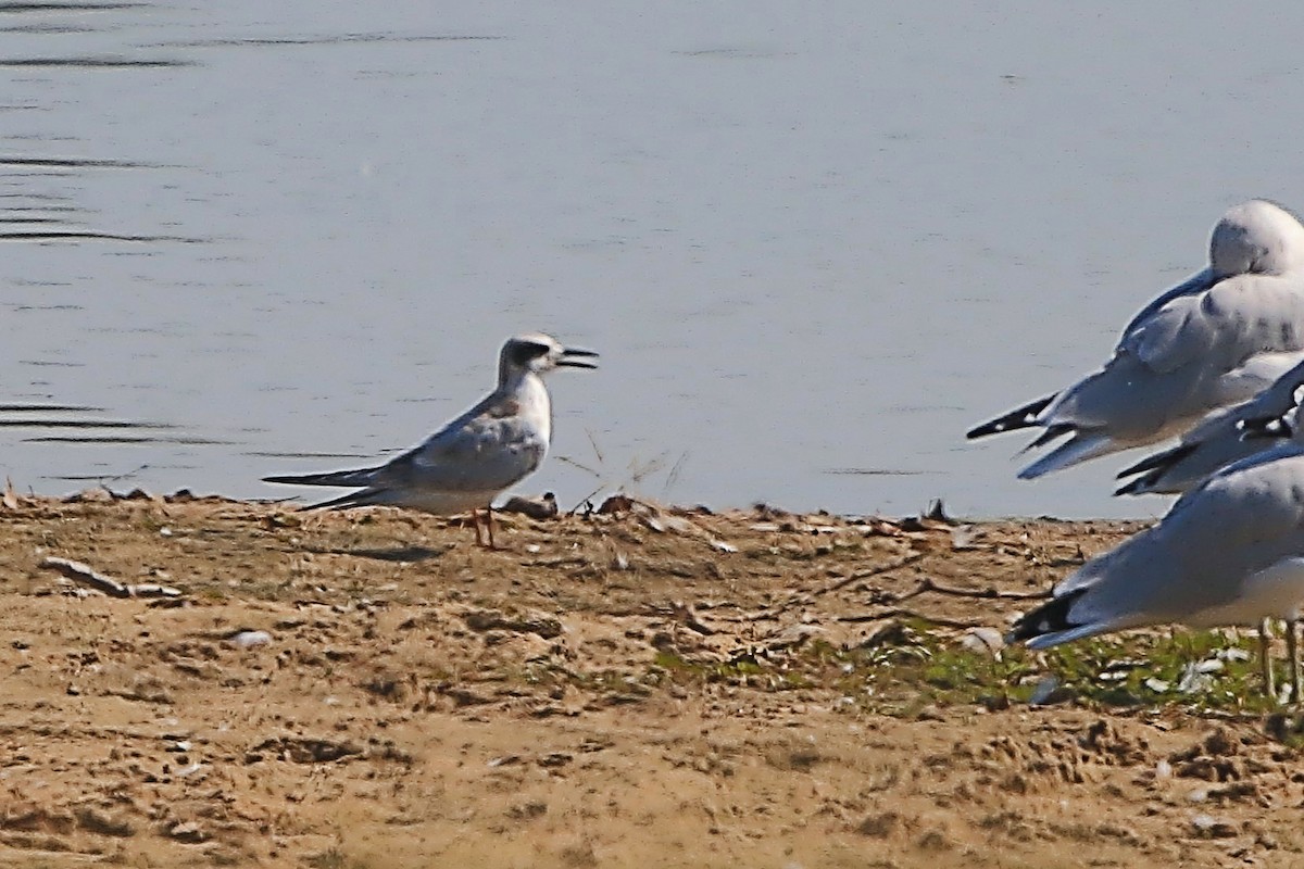 Common Tern - ML642036076