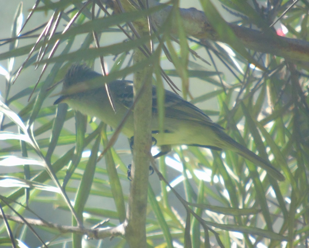 Large Elaenia - ML642036078