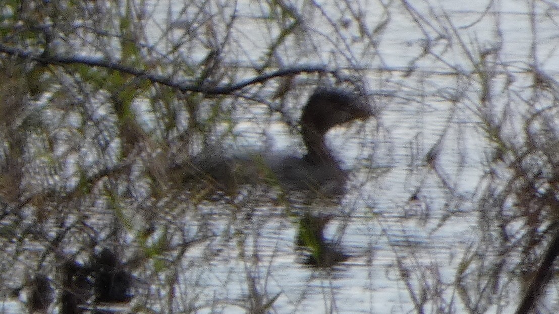 Pied-billed Grebe - ML642036080