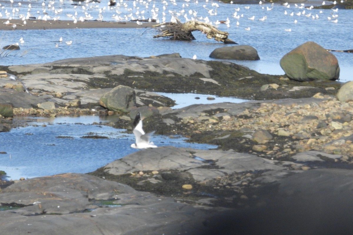 Sabine's Gull - ML642036084