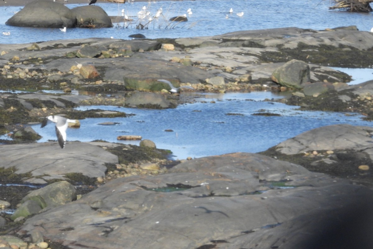 Sabine's Gull - ML642036085