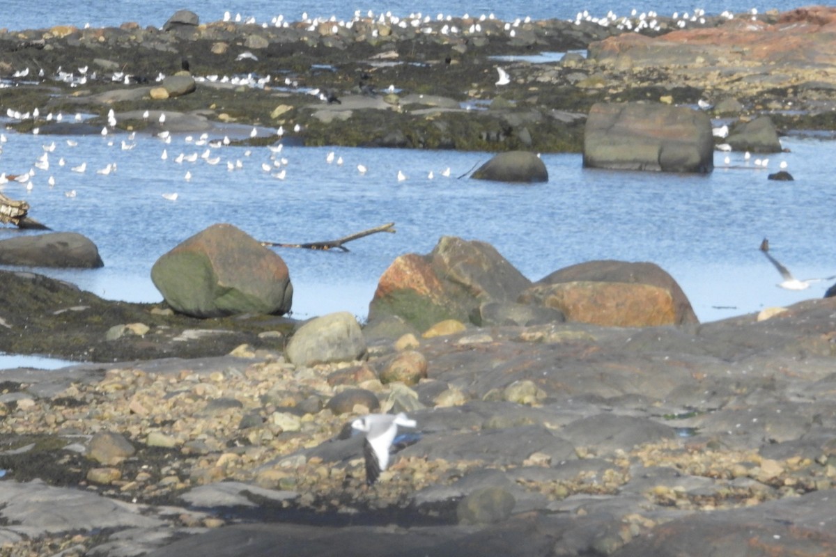 Sabine's Gull - ML642036086