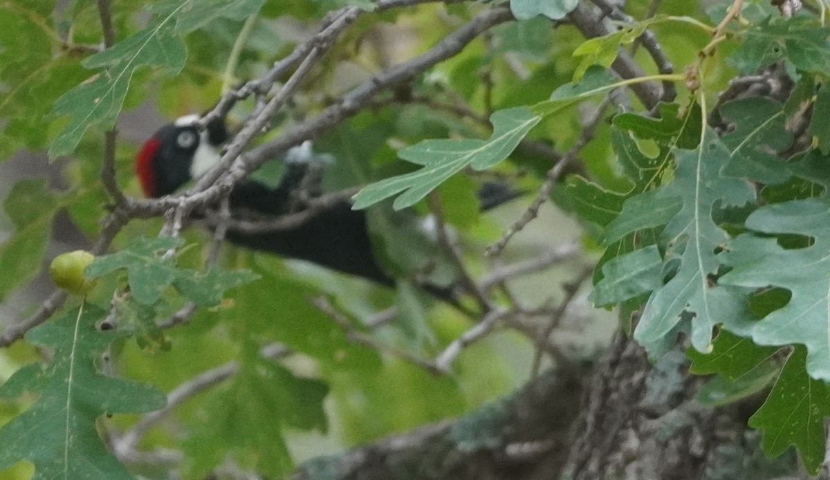 Acorn Woodpecker - ML642036088