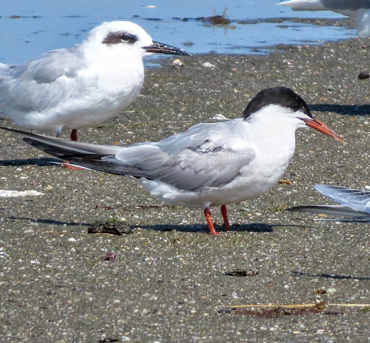 Common Tern - ML642036089