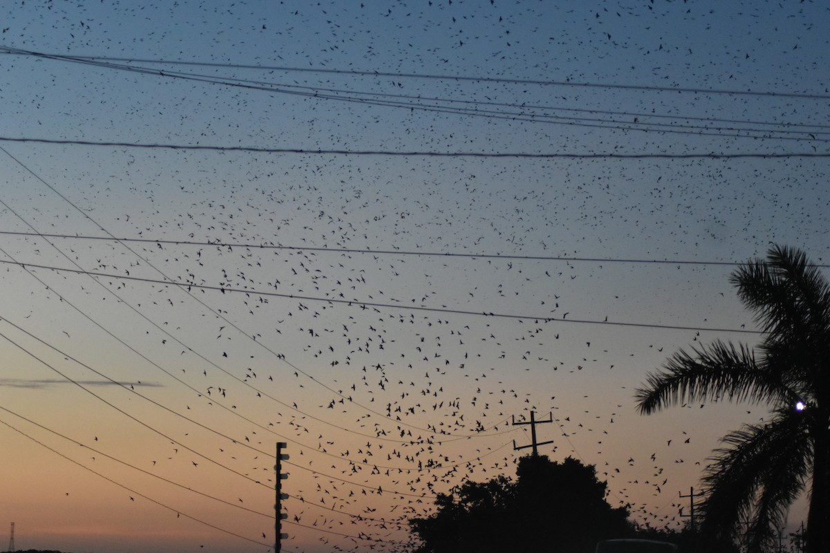 Gray-breasted Martin - ML642036090