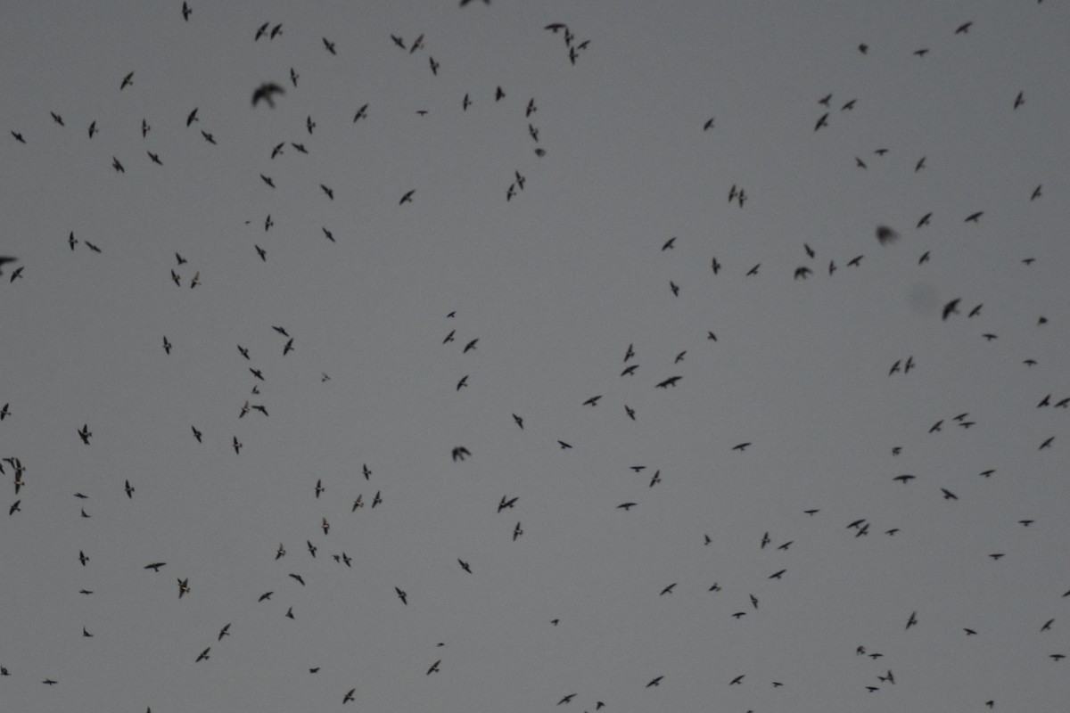 Gray-breasted Martin - ML642036091