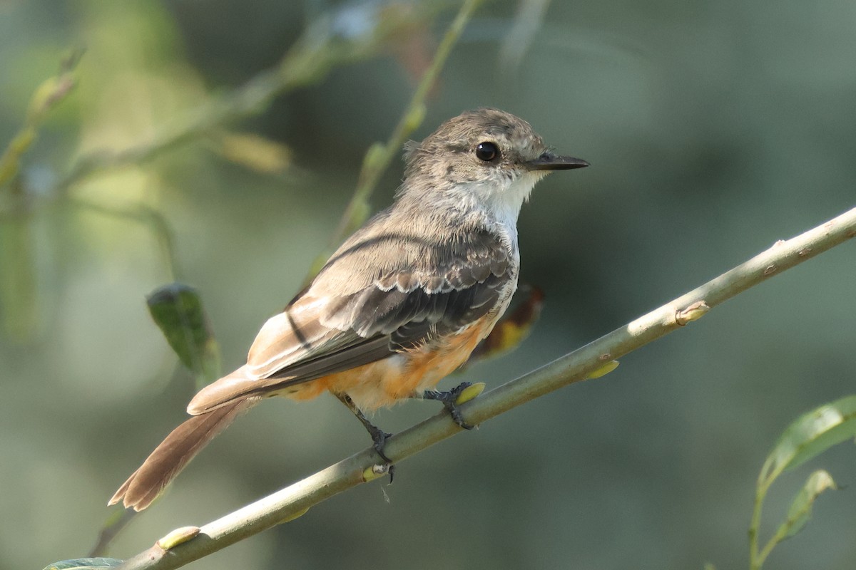 Vermilion Flycatcher - ML642036092