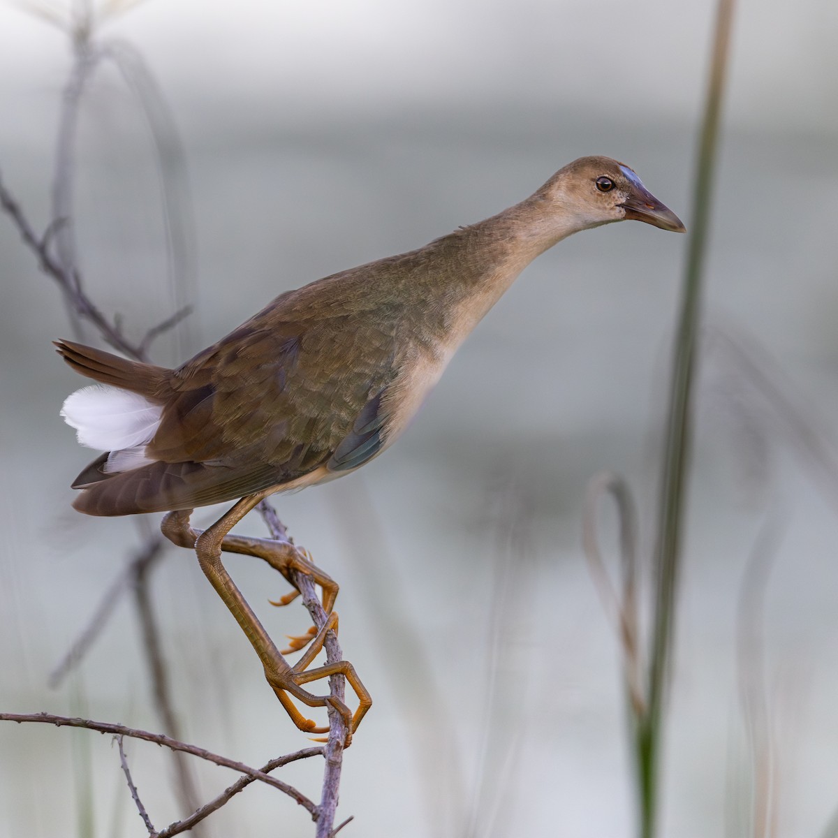 Purple Gallinule - ML642036093