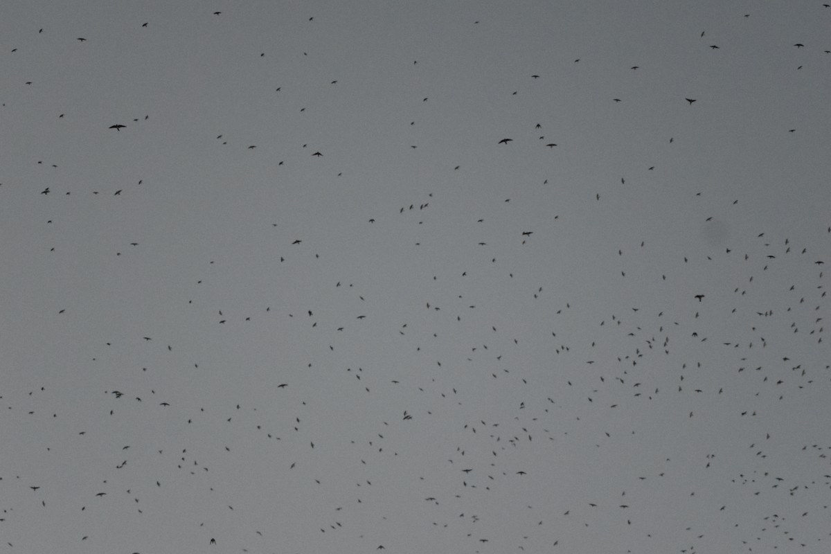 Gray-breasted Martin - ML642036094