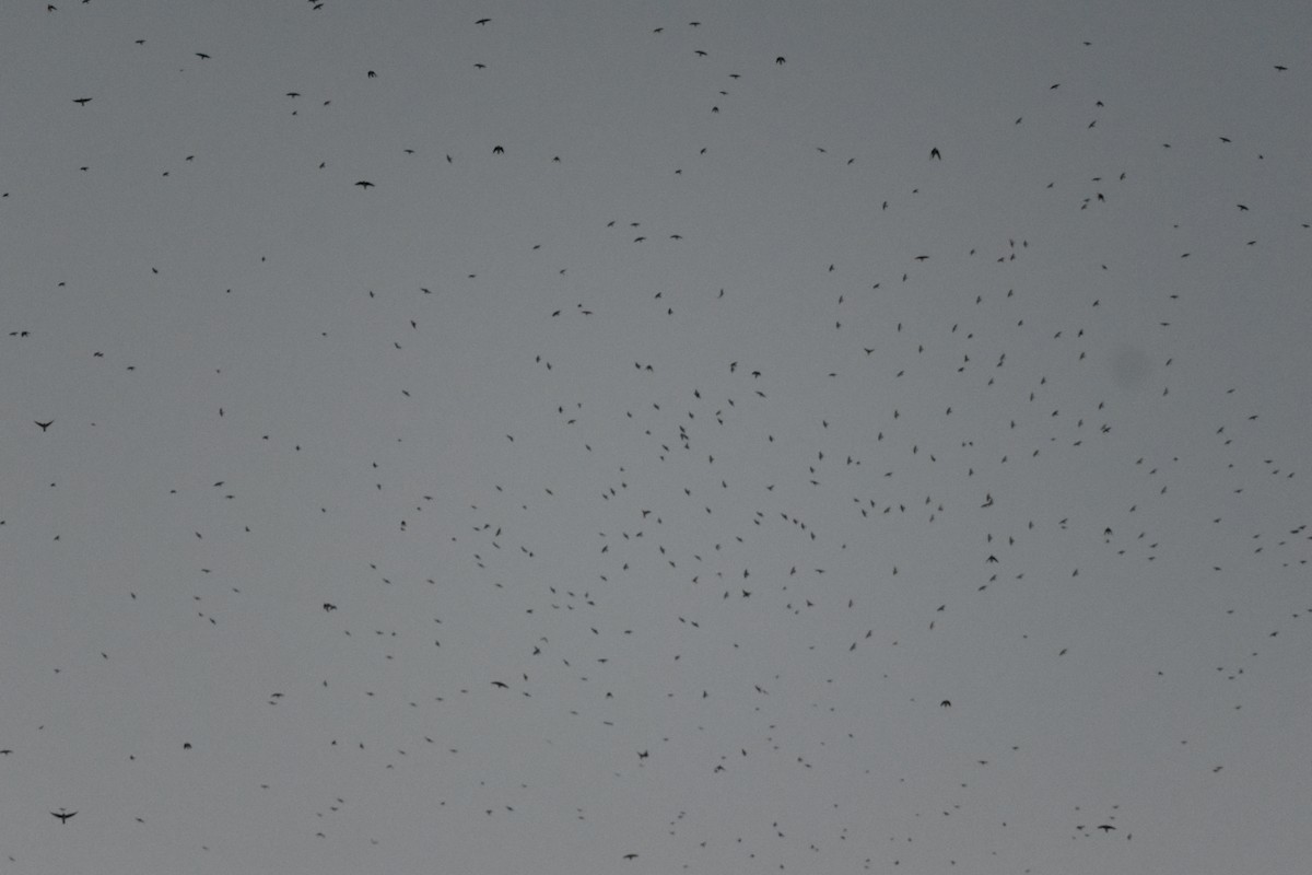 Gray-breasted Martin - ML642036096