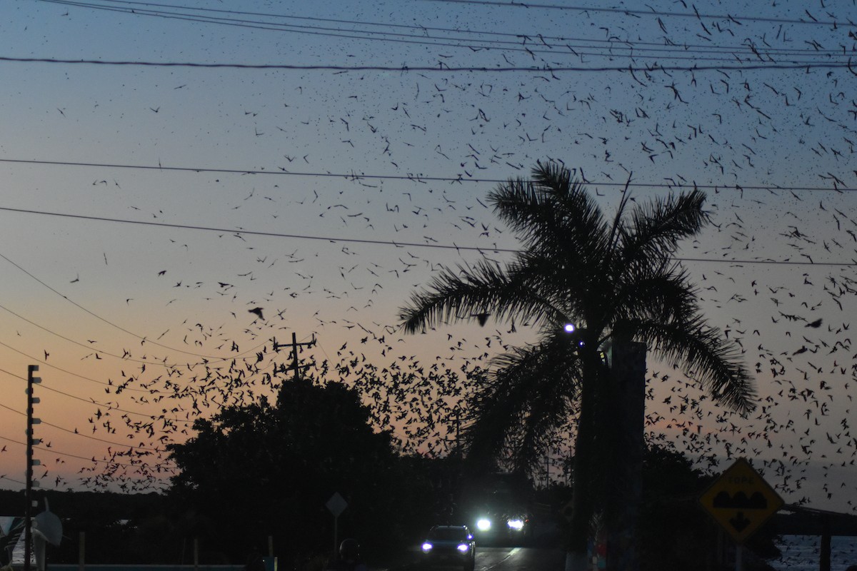 Gray-breasted Martin - ML642036097