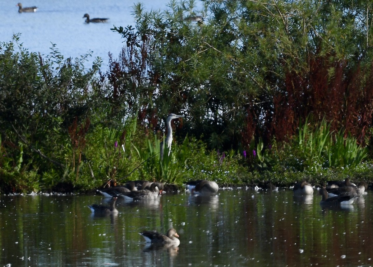 Gray Heron - ML642036098