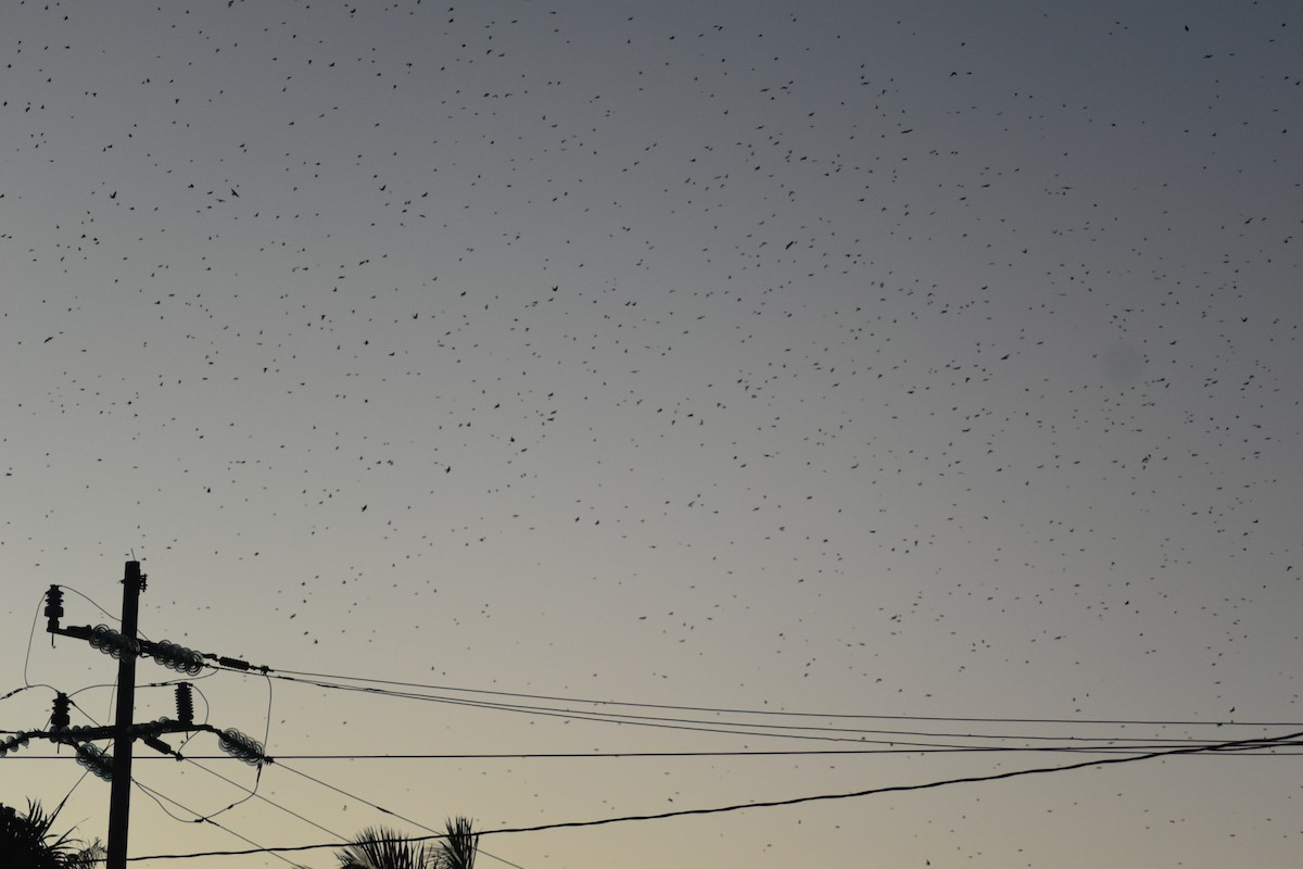 Gray-breasted Martin - ML642036099