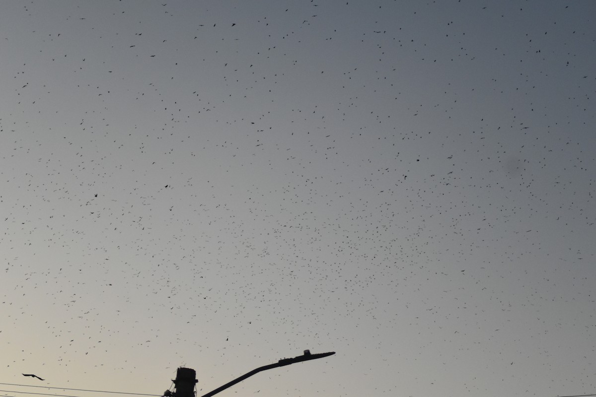 Gray-breasted Martin - ML642036101