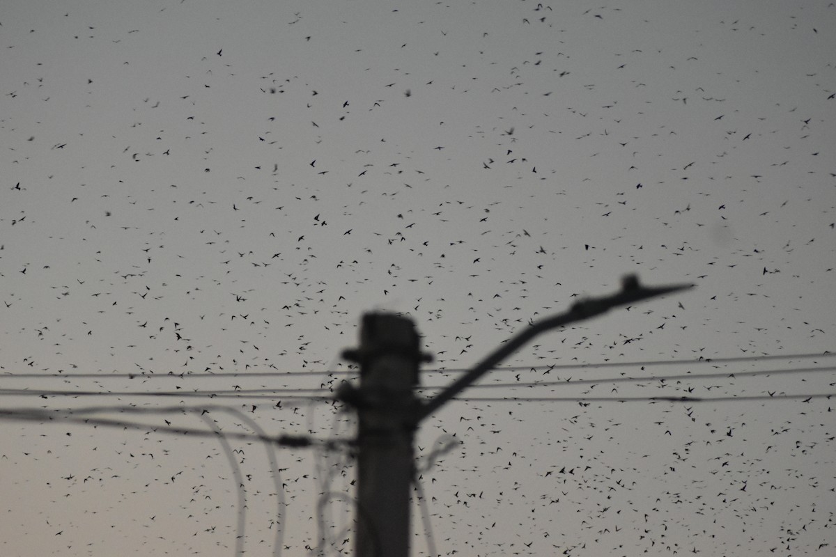 Gray-breasted Martin - ML642036102