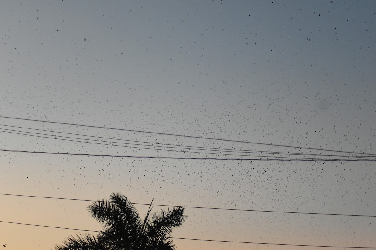 Gray-breasted Martin - ML642036103