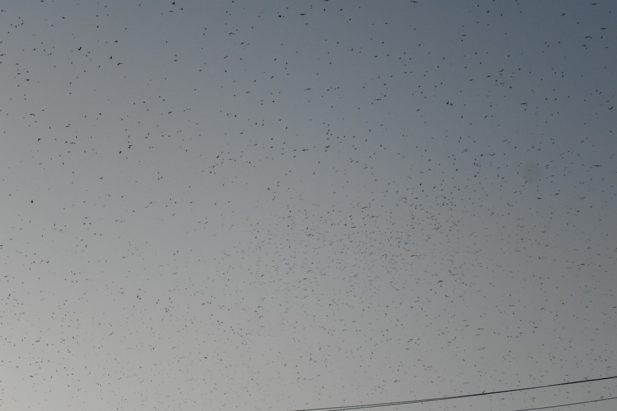 Gray-breasted Martin - ML642036104