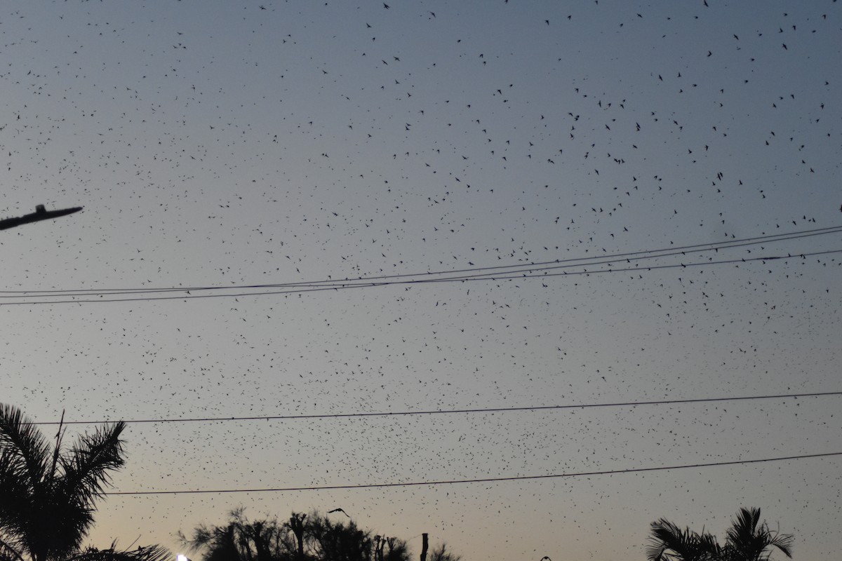 Gray-breasted Martin - ML642036106