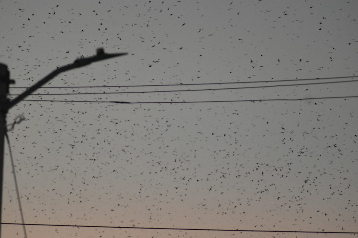 Gray-breasted Martin - ML642036107