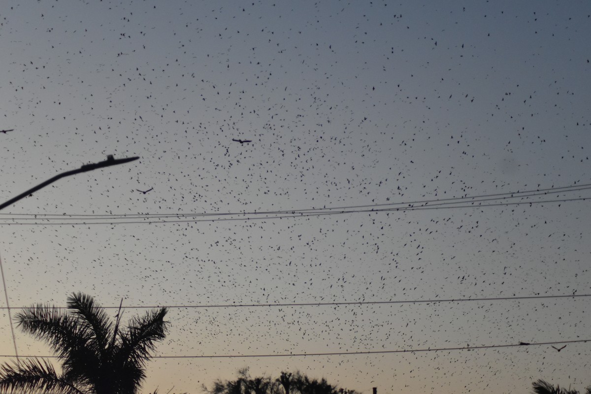 Gray-breasted Martin - ML642036108