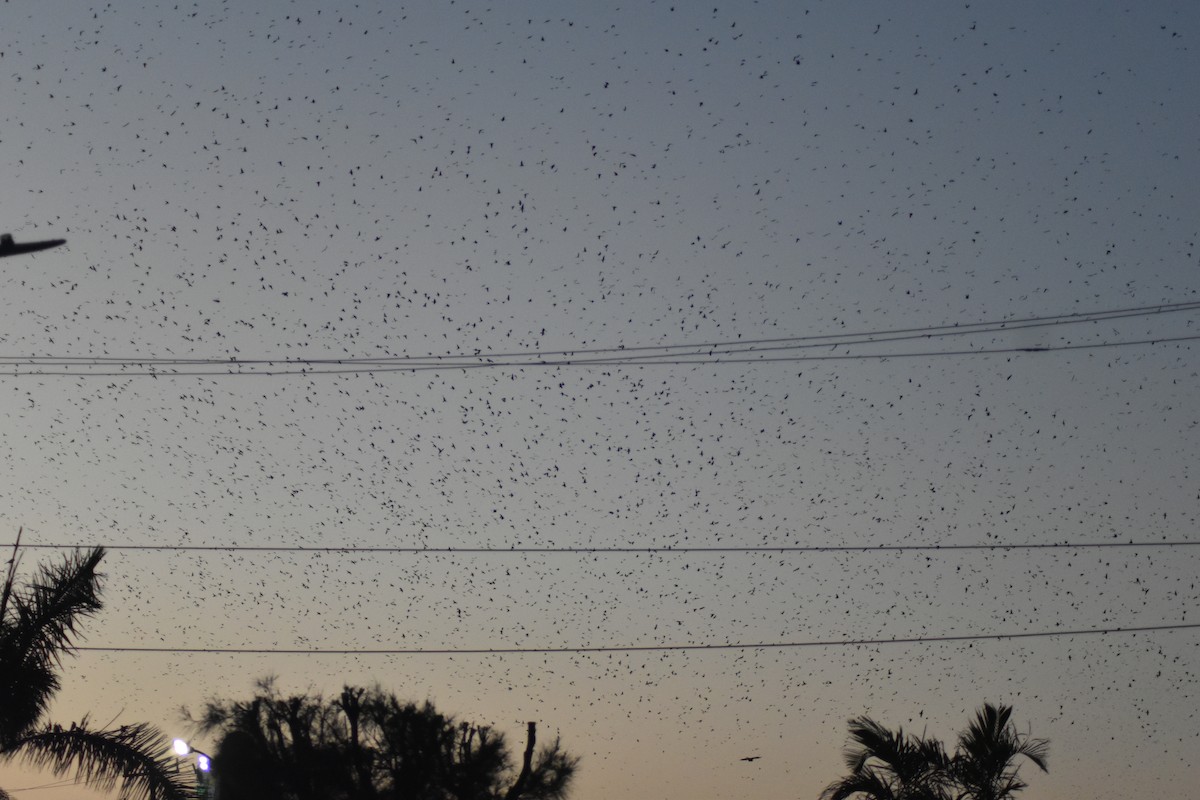 Gray-breasted Martin - ML642036109