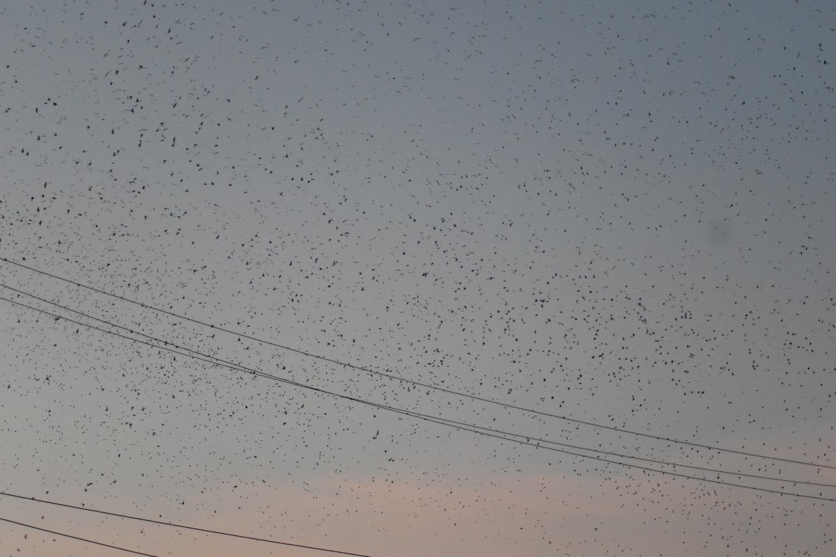 Gray-breasted Martin - ML642036110