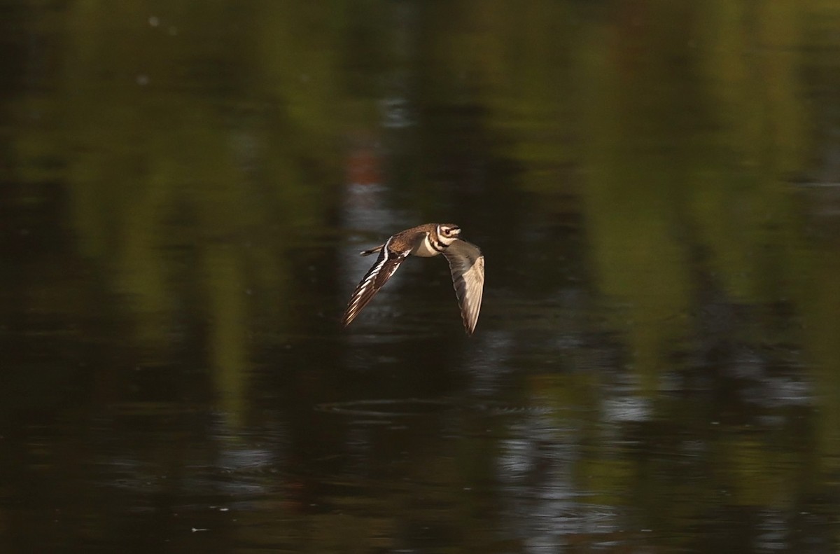 Killdeer - ML642036112