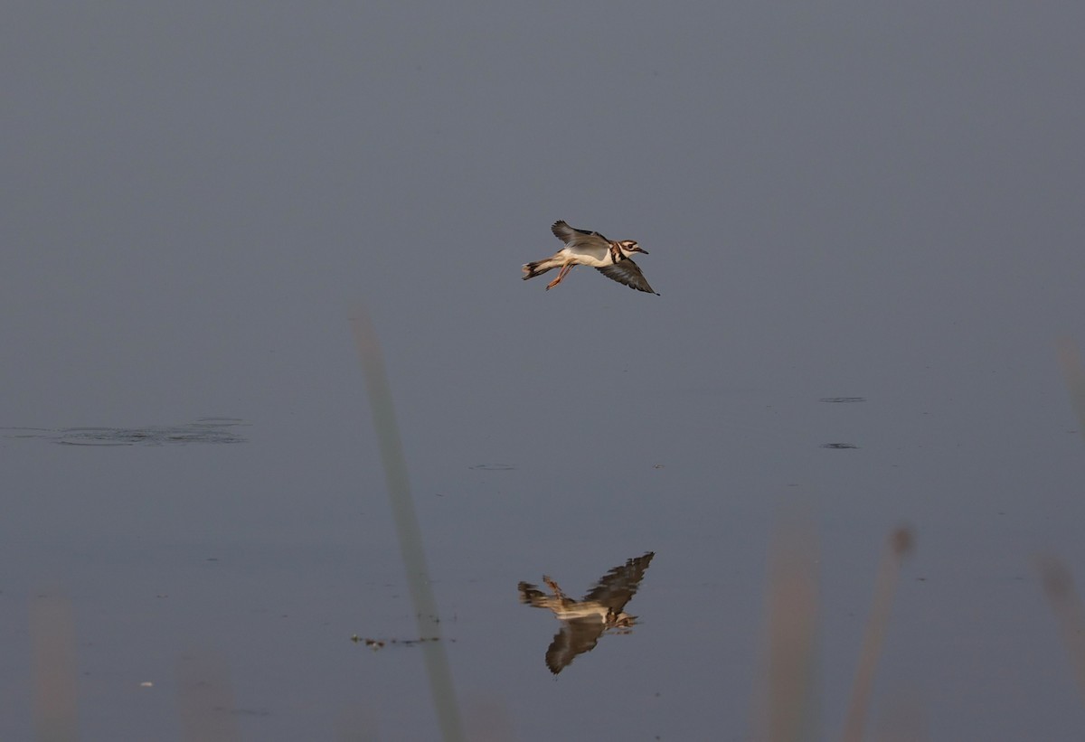 Killdeer - ML642036113