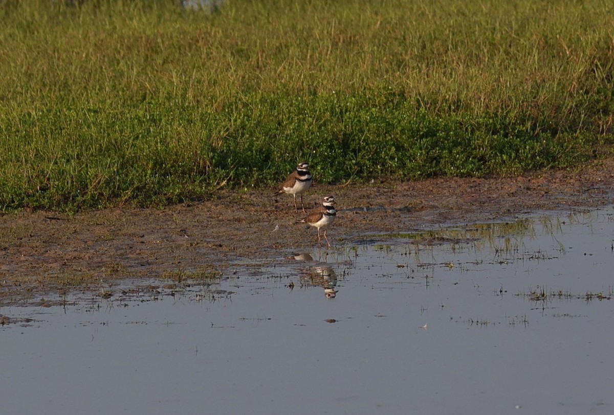 Killdeer - ML642036114