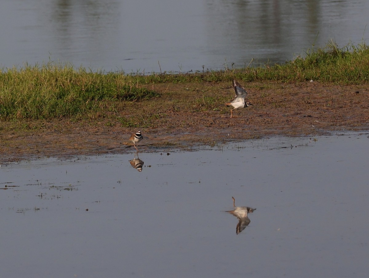 Killdeer - ML642036116