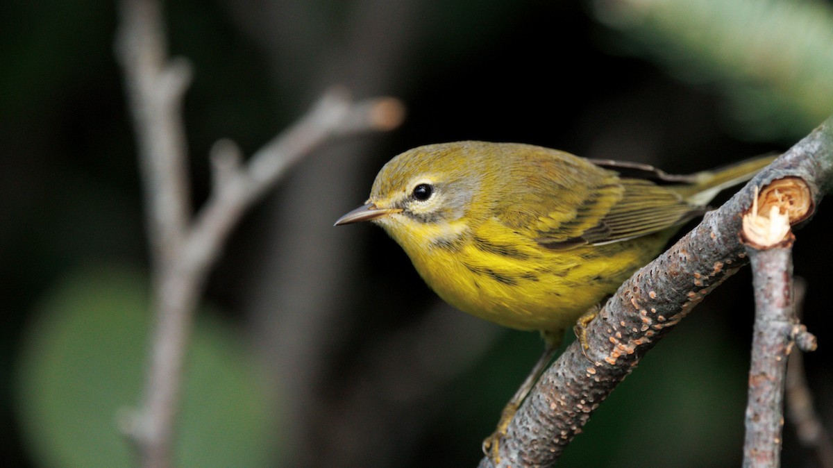 Prairie Warbler - ML642036117