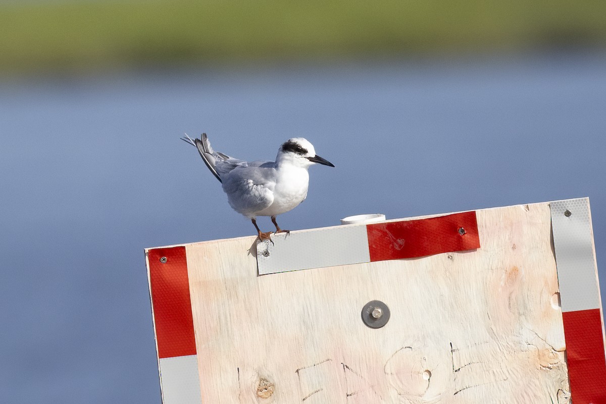 Forster's Tern - ML642036118