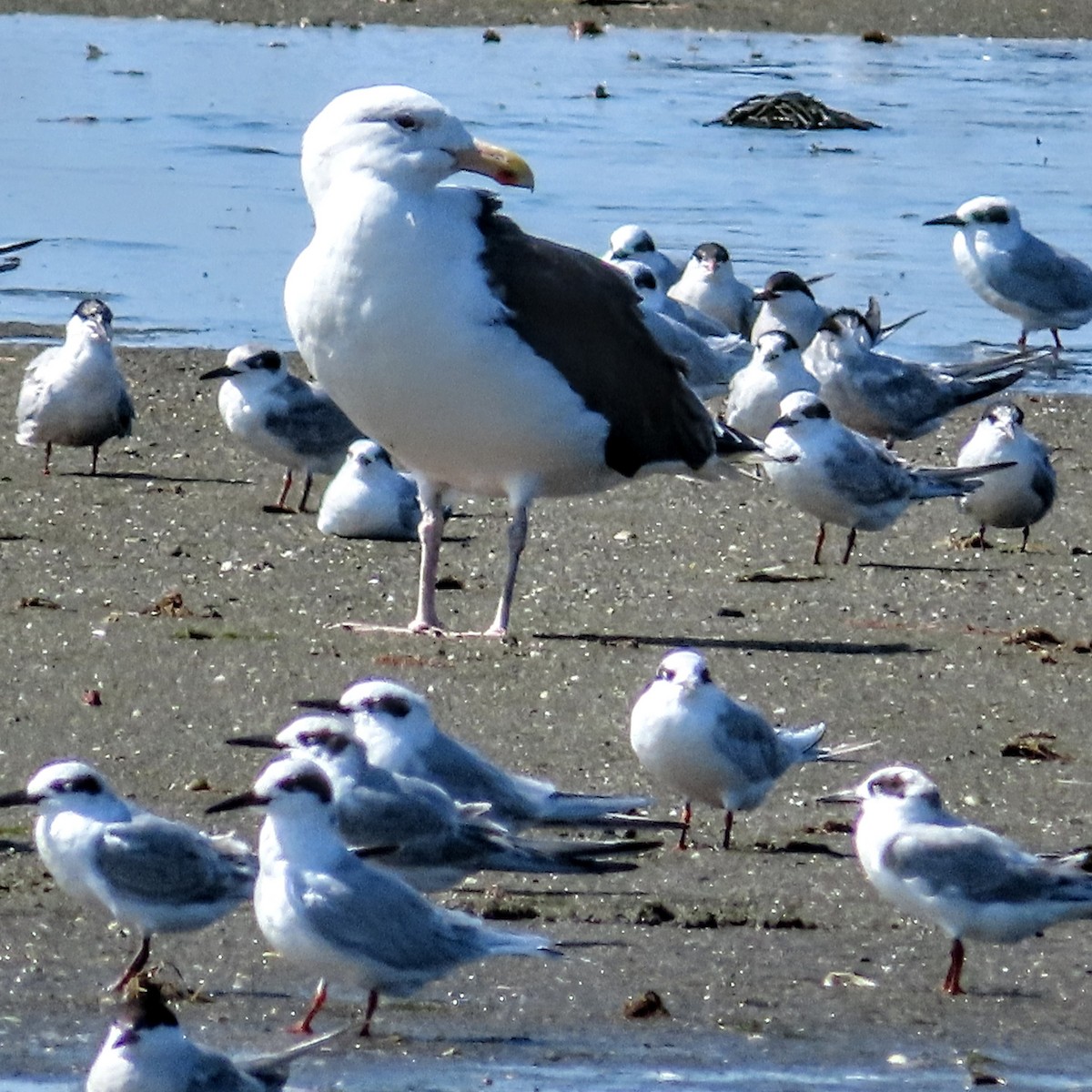 Great Black-backed Gull - ML642036119