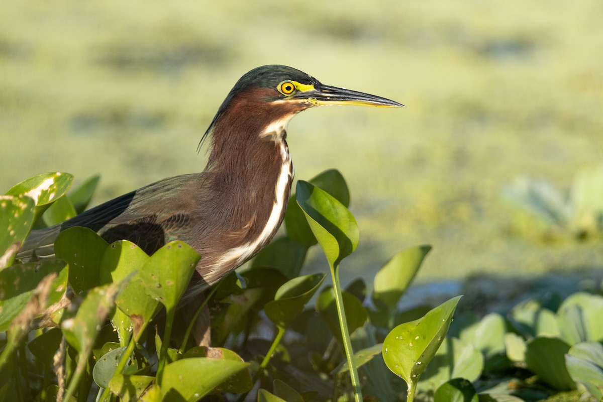 Green Heron - ML642036121
