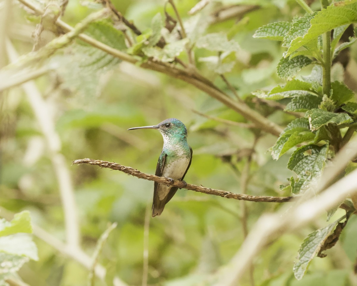Golden-tailed Sapphire - ML642036127