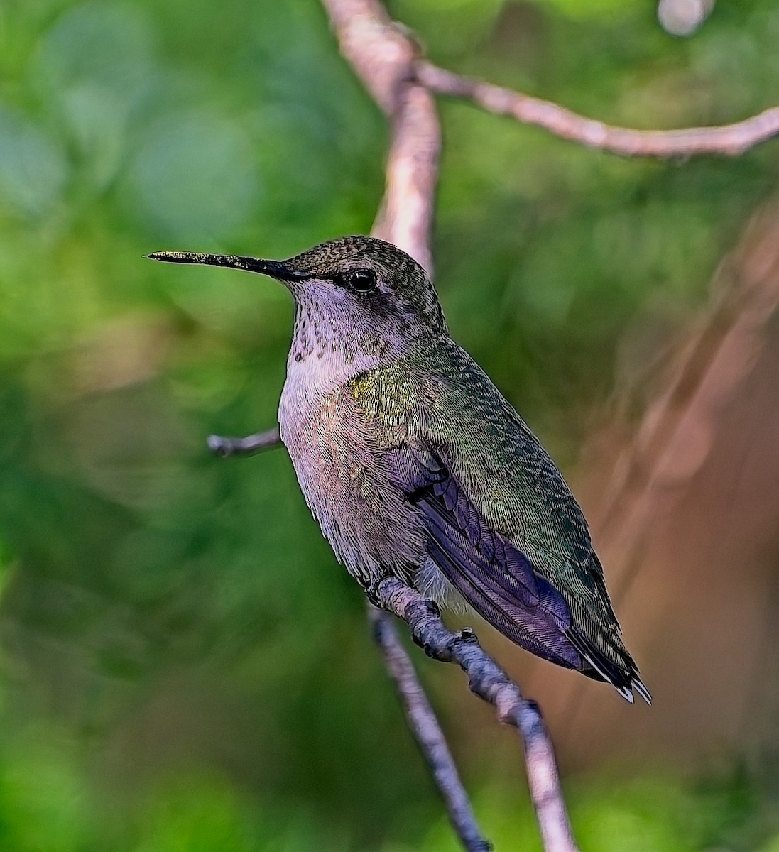 Ruby-throated Hummingbird - ML642036129