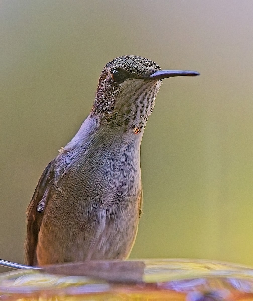 Ruby-throated Hummingbird - ML642036130