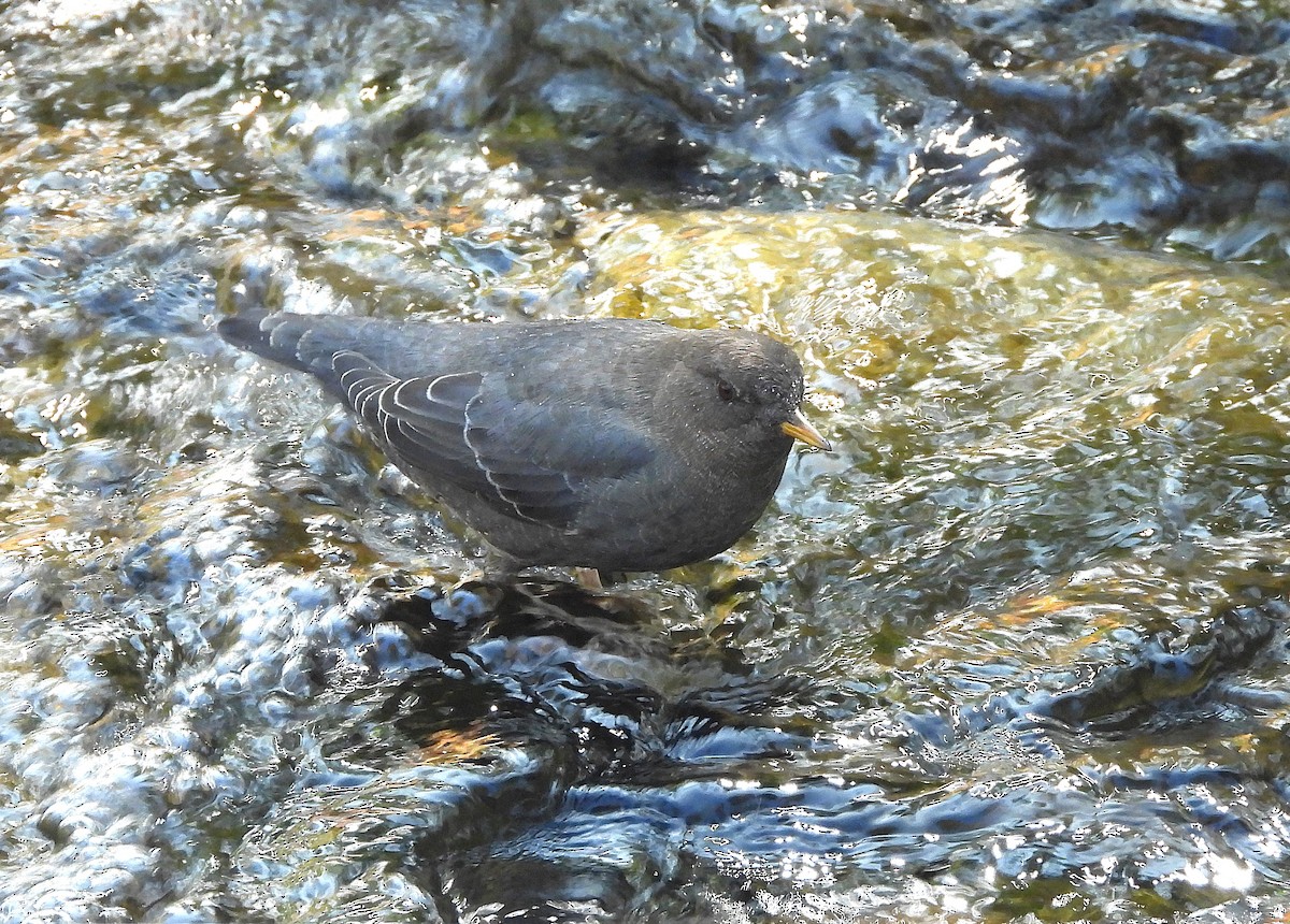 American Dipper - ML642036133