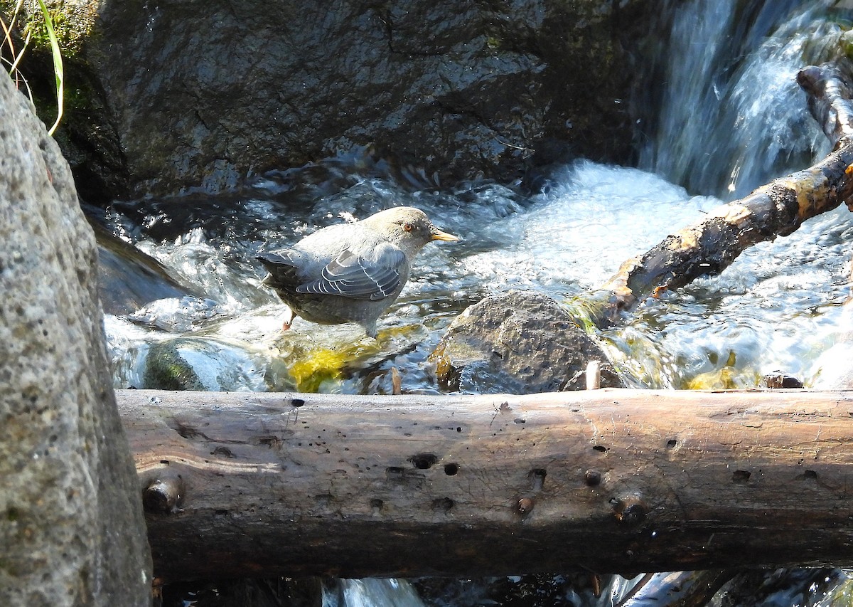American Dipper - ML642036139