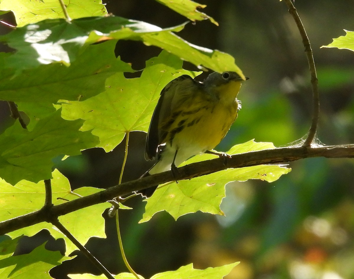 Magnolia Warbler - ML642036146