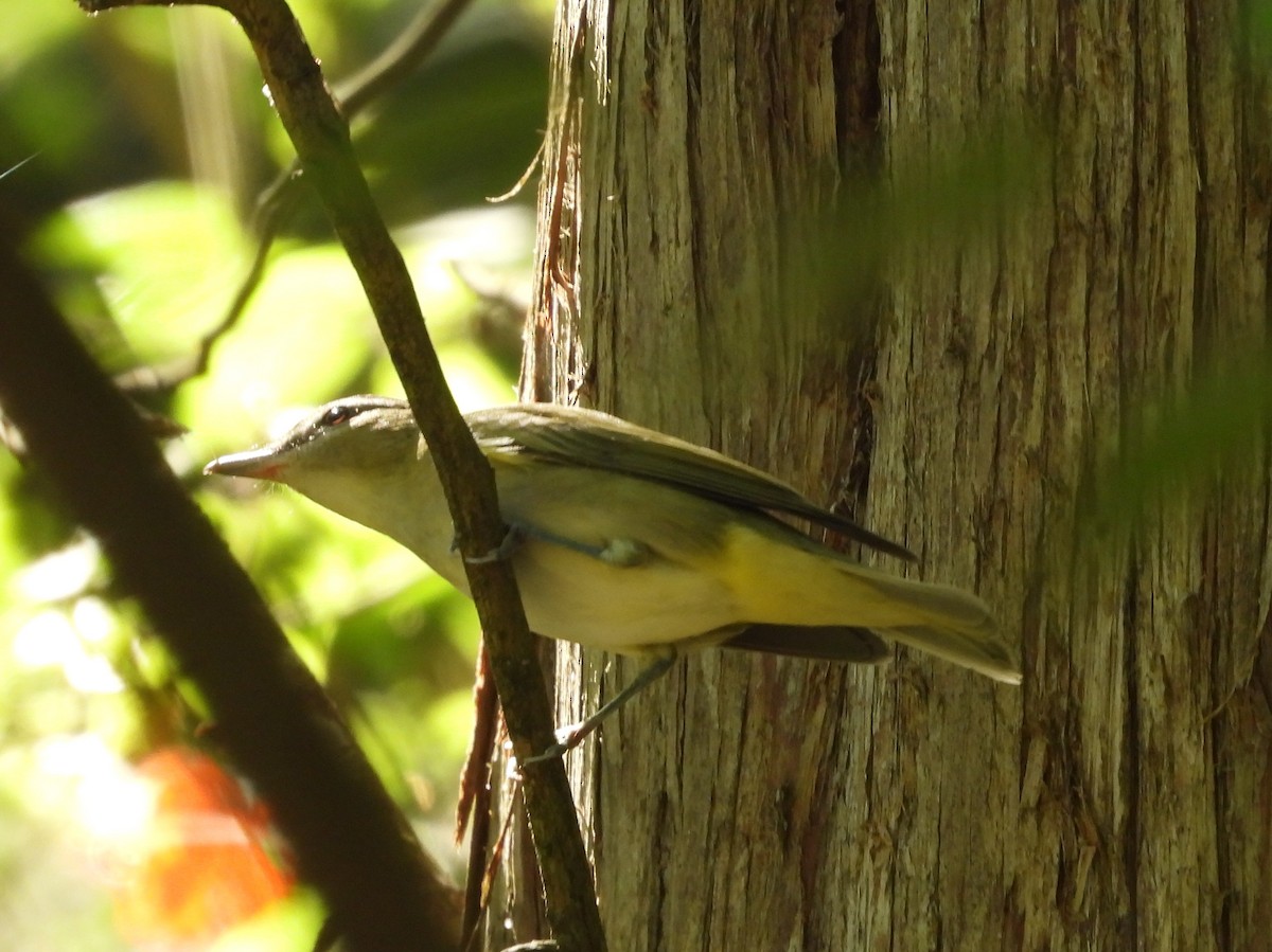 Vireo begigorria - ML642036154