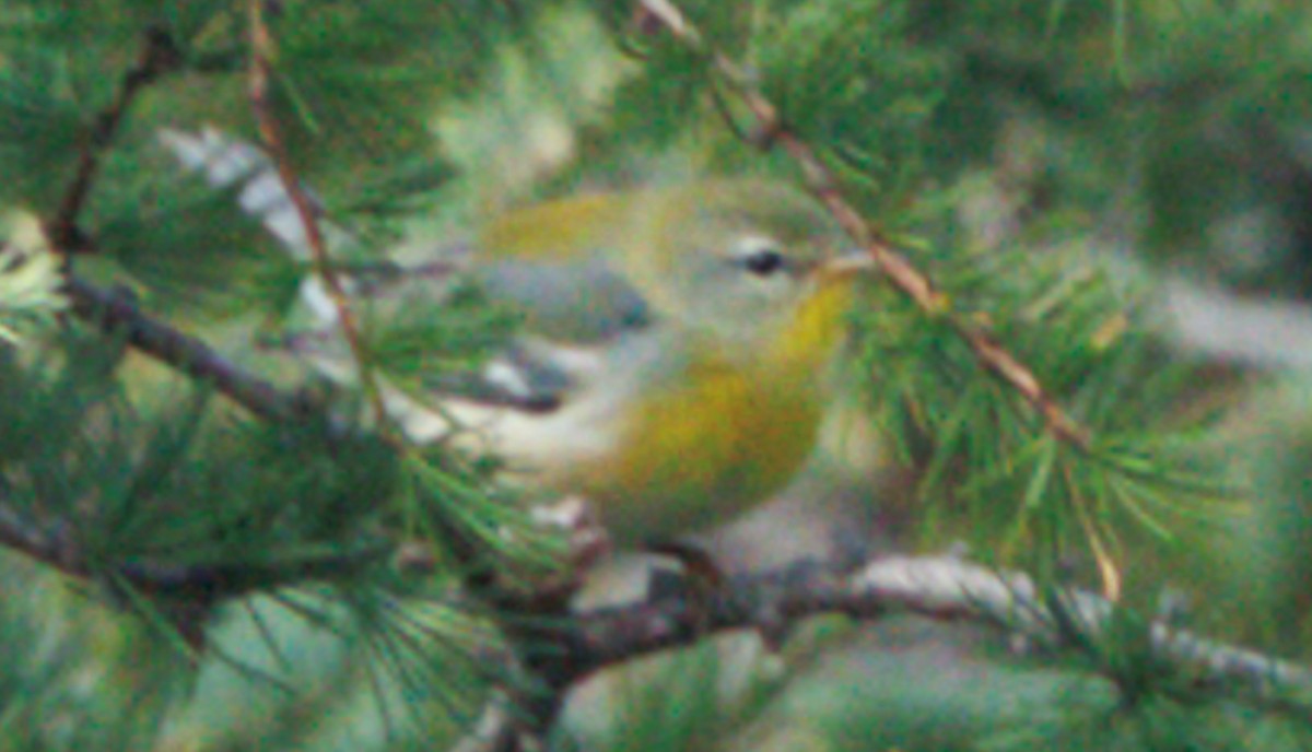 Meisenwaldsänger - ML642036155
