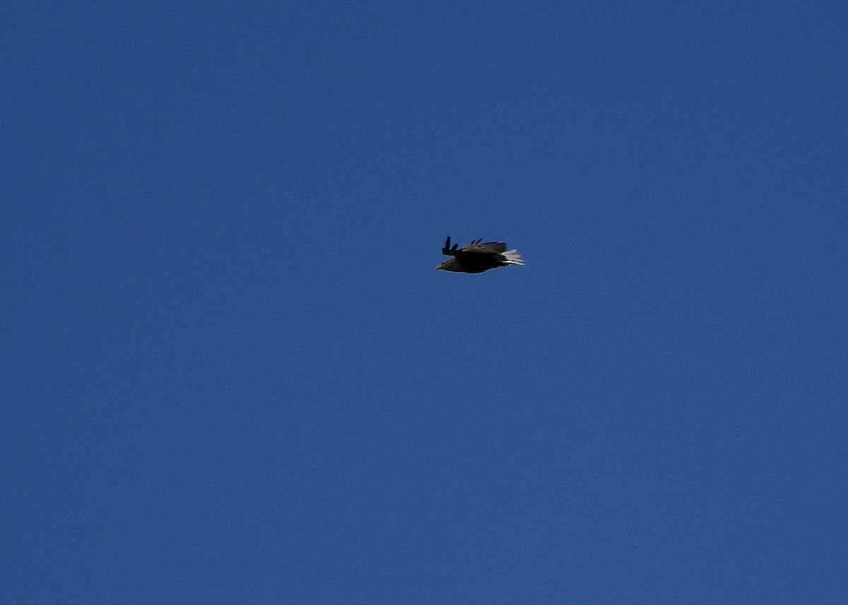White-tailed Eagle - ML642036157