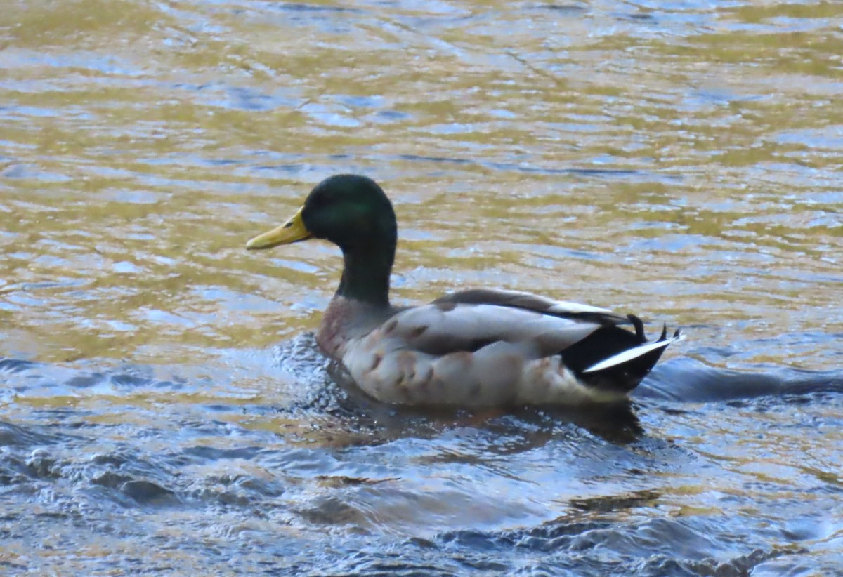 Mallard - ML642036159