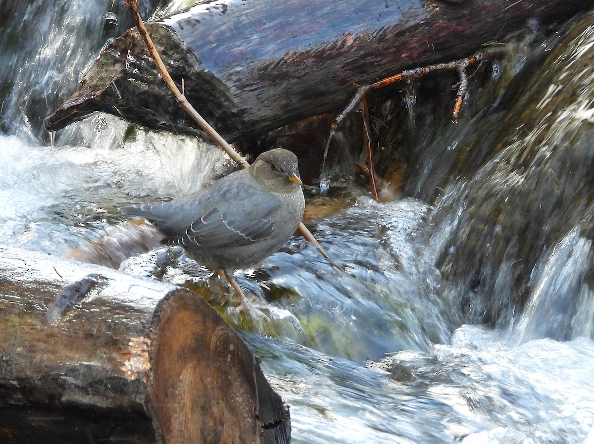 American Dipper - ML642036160