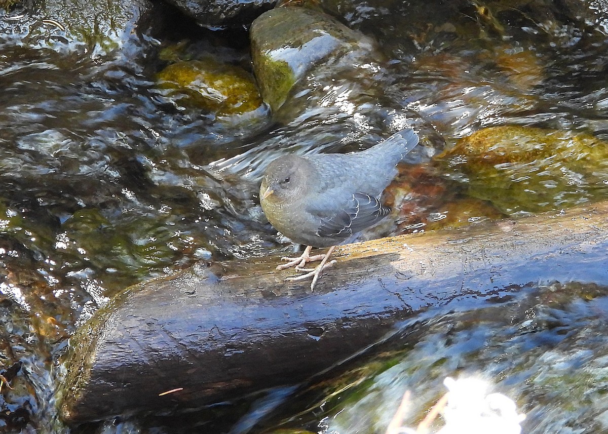 American Dipper - ML642036203