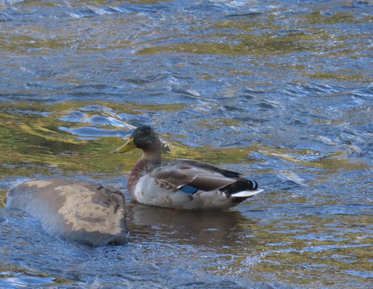 Mallard - ML642036206