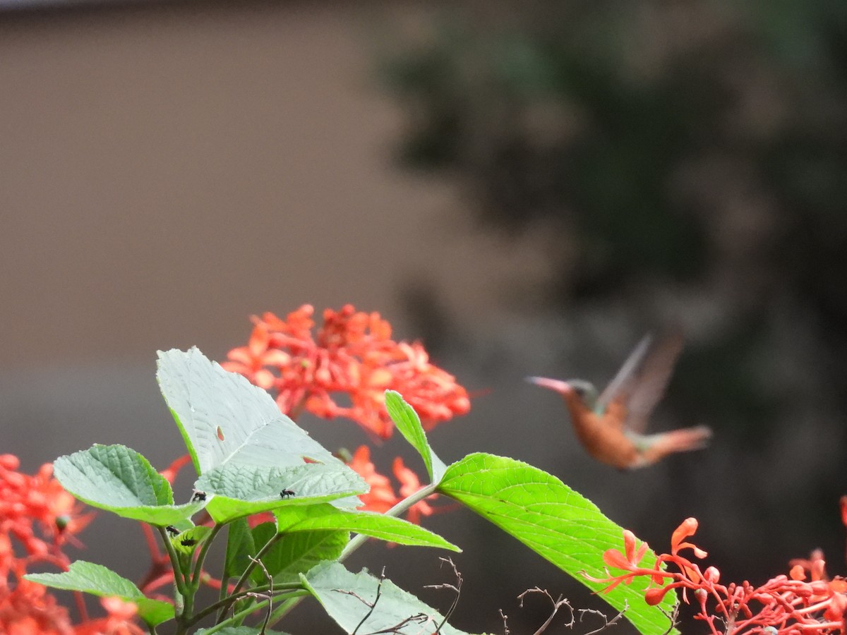 Cinnamon Hummingbird - ML642036207