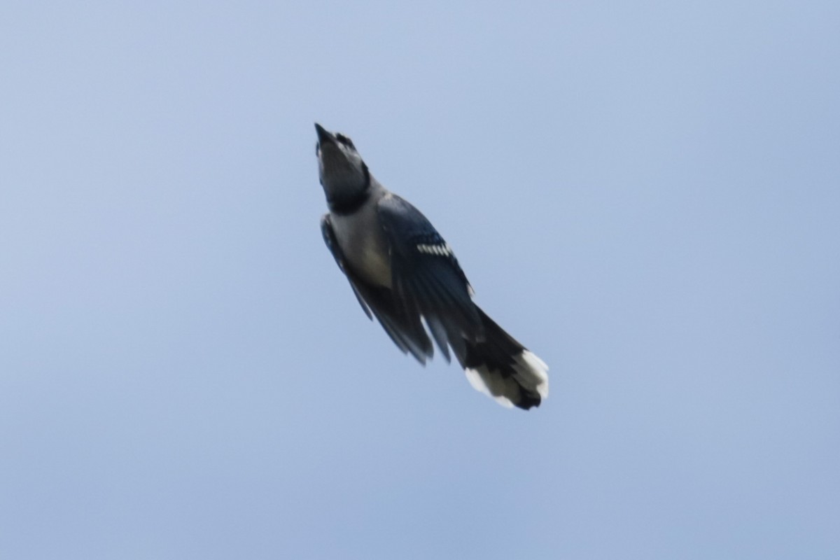 Blue Jay - ML642036210