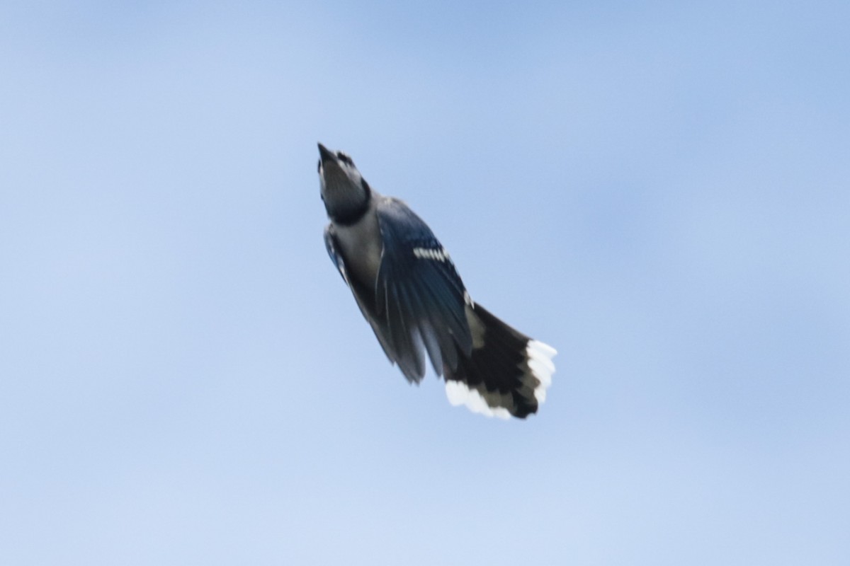 Blue Jay - ML642036211
